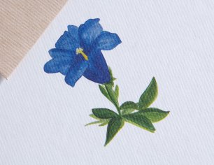 Grußkarte Botanicals - Blauer Enzian
