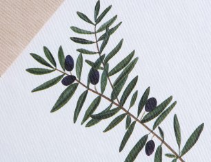 Grußkarte Botanicals - Olive