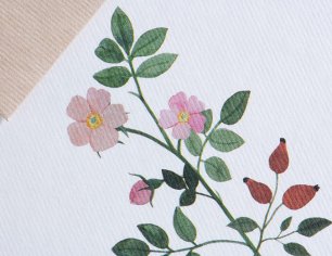 Grußkarte Botanicals - Wilde Rose